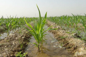 کاهش مصرف آب منجر به کاهش تولید محصولات کشاورزی نشود