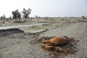 خشکسالی‌های پیاپی در شهرستان جاسک باعث کاهش آب و علوفه در منطقه و تلف شدن بسیاری از حیوانات شده است.
