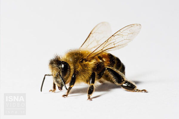 ویدئو / پنج توانایی شگفت‌انگیز زنبور عسل