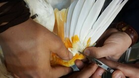 تهیه کنجاله پروتئینی از پَر