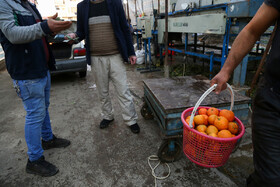 راه اندازی «سورتینگ» در استان گیلان، کشاورزانی را که محصولات اندکی هم دارند، ترغیب کرده است.
