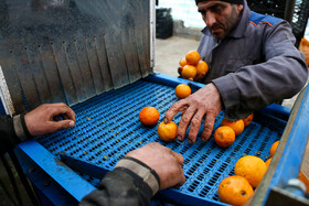 کارگران در حال جداسازی پرتقال‌های ترک خورده برای ارسال به کارخانه افشره (برای درست کردن آب پرتقال) هستند.
