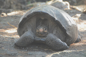 ۲ لاک‌پشت پلاک‌گذاری شده به پارک ملی نای‌بند بازگشتند
