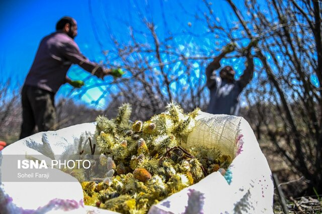 بيدمشك،عرق،اروميه،نقل،آذربايجان،جشنواره،غربي،گياه،برگزاري،كش ...