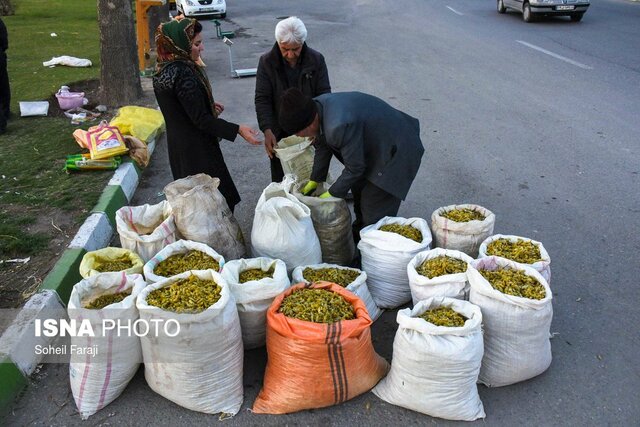 بيدمشك،عرق،اروميه،نقل،آذربايجان،جشنواره،غربي،گياه،برگزاري،كش ...