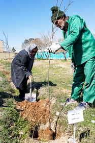 کاشت 2 میلیون اصله نهال در گلستان/به ازای هر شهید گلستانی 10 درخت کاشته می‌شود