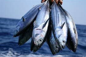 آسیب‌زا نبودن مصرف ماهی‌های دریای خزر
