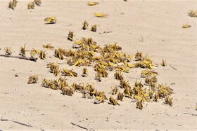  خشکی جازموریان و کمبود امکانات، چالش های جنوب کرمان برای مبارزه با ملخ صحرایی