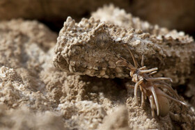 تجارت «افعی دم‌عنکبوتی» ممنوع می‌شود 