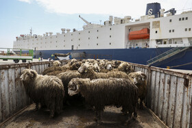 ورود محموله دام زنده از رومانی