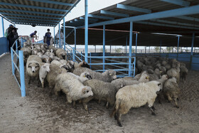 ورود نخستین محموله دام زنده به کشور