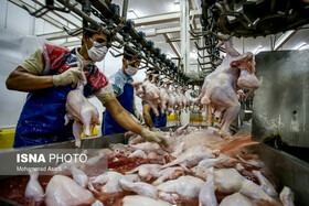  افزایش قیمت مرغ گرم مختص هرمزگان نیست/توزیع مرغ منجمد ادامه دارد
