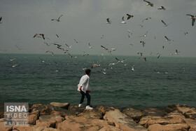 پایش پرندگان مهاجر در جزایر بوشهر
