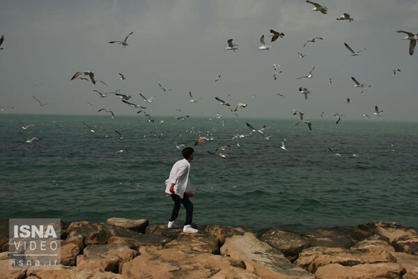 ویدئو / حضور جذاب پرندگان مهاجر در سواحل بوشهر