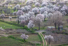 آخرین نفس‌های باغستان هزارساله قزوین در سراشیبی توسعه