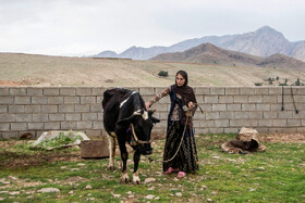 بازماندگان کوهستان