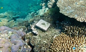 ترمیم نیمی از مرجان‌های سفیدشده خلیج چابهار