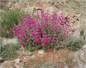 اروانه؛ گیاهی آرام‌بخش که قلب را تقویت می‌کند