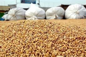 توزیع بیش از ۴۴ هزار تن خوراک دام میان دامداران خوزستان