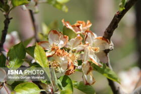 خسارت 30 درصدی سرمازدگی به محصولات باغی کلیبر