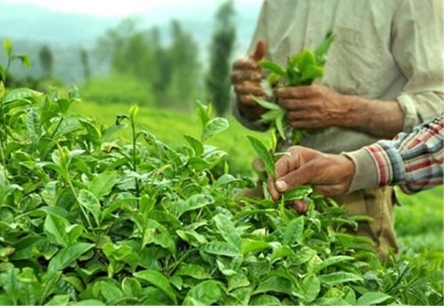 بازگشت بیش از 5000 هکتار از باغات چای به چرخه تولید