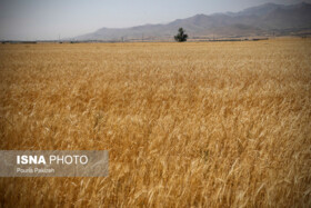 پیش‌بینی تولید ۹۰۰ هزار تن گندم در آذربایجان شرقی