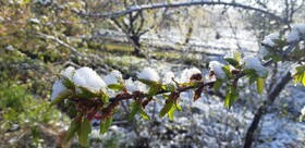 سرما به ۴۵ درصد زراعت ارسنجان خسارت زده است