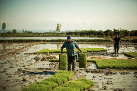 برنج کمربند شمالی در تنش مصوبه ای چالش‌برانگیز!
