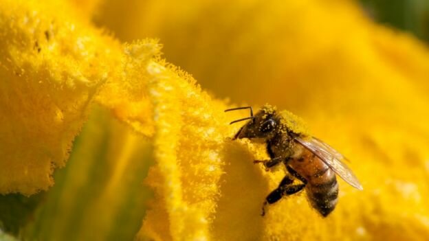 تندبادهای ناشی از تغییرات اقلیمی تهدیدی مهم برای حشرات مفید