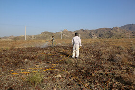 در هرمزگان و ۵ استان دیگر به دو صورت زمینی و هوایی کار مبارزه با آفت ملخ صحرایی در حال انجام است.