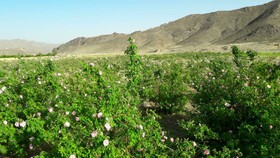 آغاز برداشت گل محمدی در سیستان و بلوچستان 
