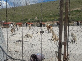 ساخت درمانگاه تخصصی سگ‌های بدون صاحب در نقاهتگاه آرادکوه