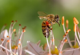 تأمین غذای دنیا در دنیای بدون زنبور محال است