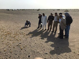 بازدید یک مسئول از کانون‌های ملخ صحرایی در سیستان و بلوچستان