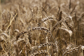 افزایش 30 درصدی تولید گندم در فارس