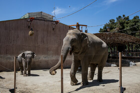 فیل‌های سریلانکایی باغ وحش تهران، این فیل ها از یک یتیم خانه فیل از سریلانکا به تهران منتقل شدند و ۱۴ سال سن دارند. در حال حاضر حدود ۴.۵ تا ۵ تن وزن دارند و روزانه ۱۵۰ کیلو علوفه مصرف میکنند. 