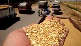 پیش بینی خرید تضمینی ۱۰۰ هزار تن گندم در استان مرکزی
