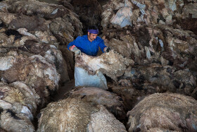 چرم: از پوست گوسفند تا پوشاک آدم
پس از ورود پوست به دباغی، کارگران آنها را از لحاظ کیفیت درجه بندی می‌کنند.