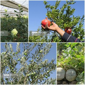 اینجا بهشت کشاورزی است
