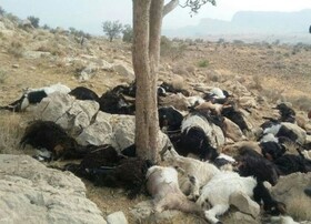 تلف شدن گوسفندان در تیران و کرون ۱۰ میلیارد ریال خسارت به بارآورد