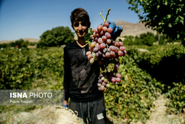 ملایر برای برگزاری جشن "جهانی شدن انگور" آماده می‌شود
