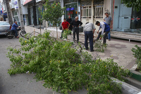 سقوط ۸ اصله درخت بر اثر وزش باد در اصفهان