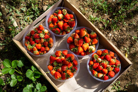آغاز برداشت توت فرنگي از مزارع سنندج