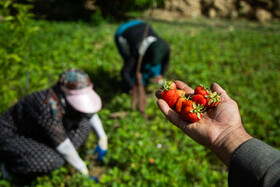 آغاز برداشت توت فرنگي از مزارع سنندج