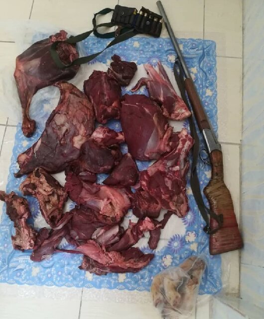 کشف گوشت مرال و قوچ از منزل شکارچیان متخلف در کلاله مرال