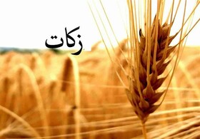 کشاورزان ایرانشهری بیش از 5 تن زکات گندم پرداخت کردند