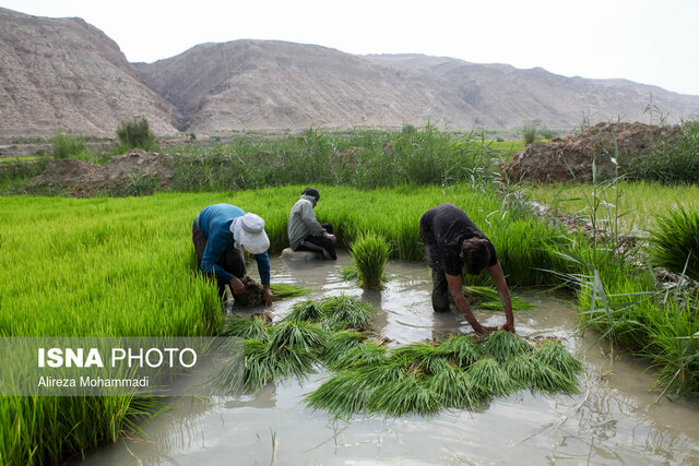 محدودیت سه ساله برای کشت برنج در استان‌های غیرشمالی