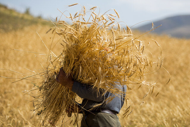 افزایش 1.5 برابری برداشت گندم از مزارع دامغان