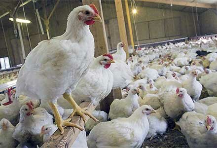  افزایش قیمت جوجه یک روزه، موجب گرانی مرغ شب عید نمی‌شود
