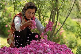 ایران؛ بزرگترین پرورش دهنده گل محمدی در جهان